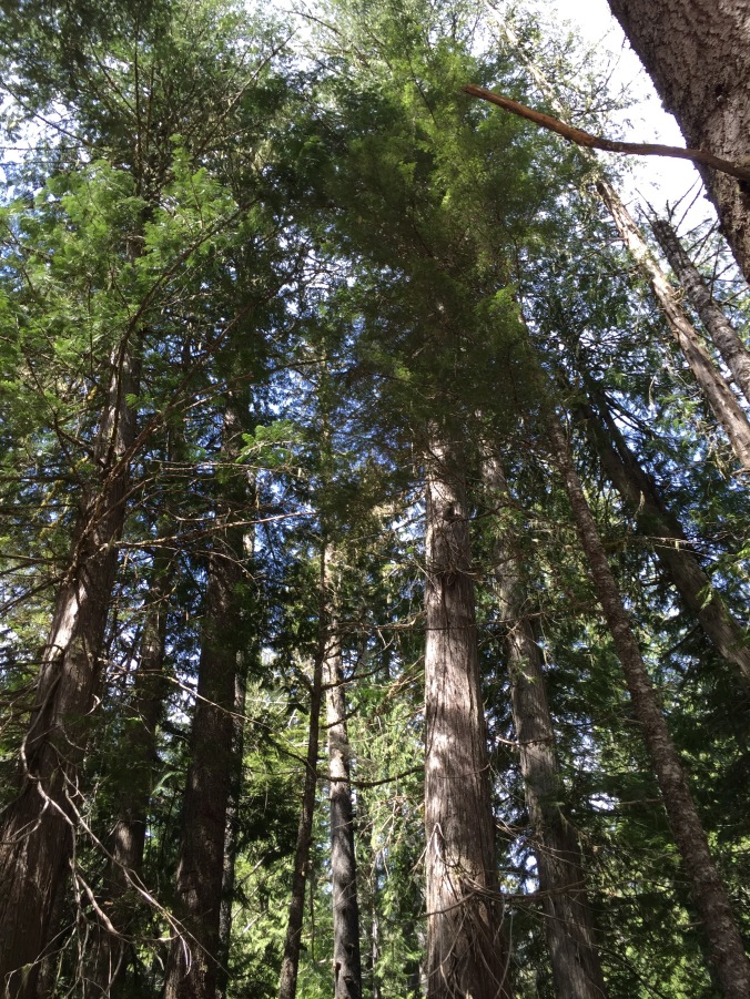 And then we stopped again at this grove of trees, which are so tall that they can't fit into one shot.  